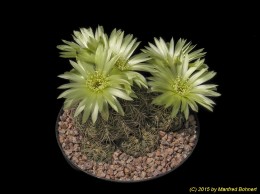 Gymnocalycium leeanum 179